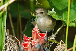 baby-birds.jpg