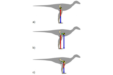 dino-femurs-212x300.png