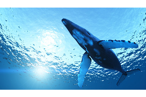 whale.jpg