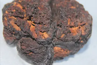 SeyitomerBrain.jpg