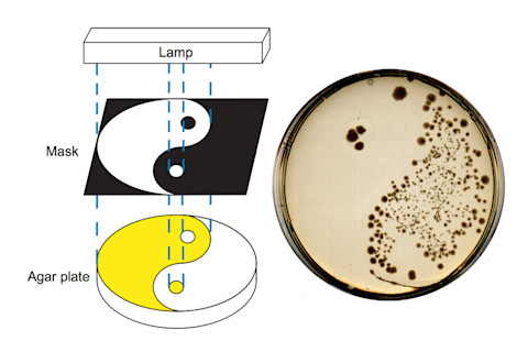 agar-plate.jpg