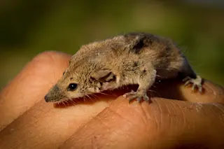 Pulchera.jpg
