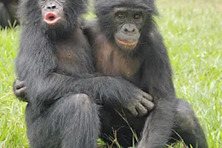 bonobos.jpg