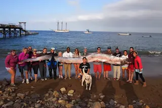 oarfish.jpg