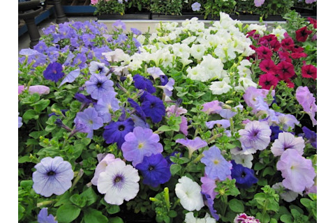 blue-petunias.jpg