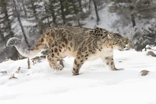 snow-leopard.jpg