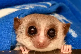 What lemurs can teach us about healthy aging