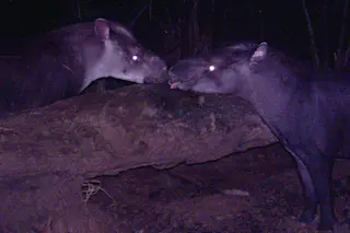 Kobomani-tapir-photo.jpg