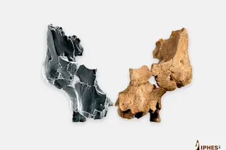 Ancient human face fossil