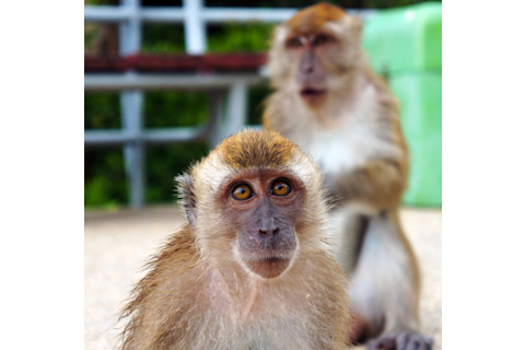 rhesus-macaques.jpg
