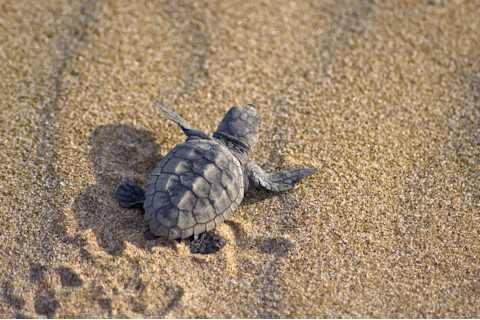 loggerhead-turtle.jpg