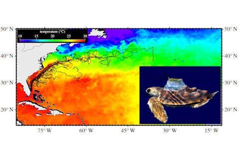 newborn-loggerhead-turtle_temperature.jpg