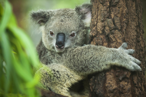 koala.jpg