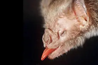 vampire-bat.jpg