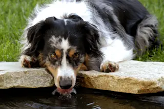 Dog Drinking - Shutterstock