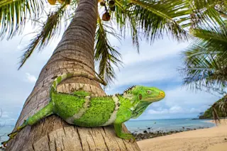 The Fiji iguana Brachylophus vitiensis