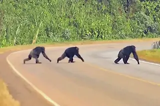 chimps-crossing.jpg