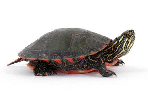 turtle.jpg
