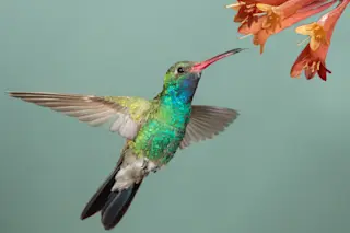 Hummingbird - Shutterstock