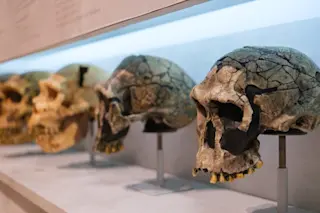Various ancient human skulls