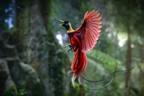 What is the Habitat of the Bird of Paradise: Discover Exotic Homes