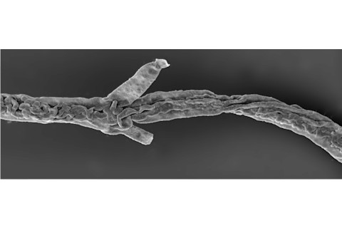 Tortotubus-filament-with-secondary-branches-SEM-Credit-Martin-R-Smith-e1456948065711.png