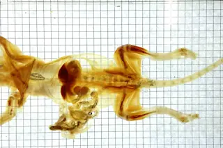 Figure-3b-whole-rat-body-before-uDISCO-clearing.jpg