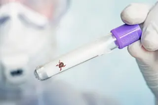 Lyme disease research