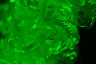 glow-cotton-1.jpg