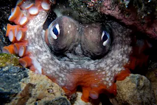 Gloomy Octopus, Octopus tetricus - Wikimedia Commons