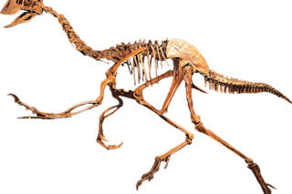 1094px-Oviraptorid_Clean.png