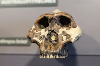 Skull of prehistoric human