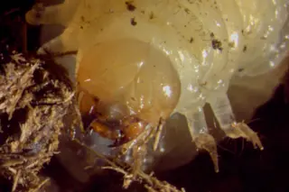 Horned-Dung-Beetle.jpg