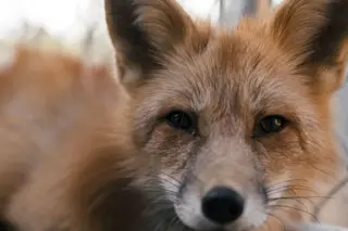 fox3.jpg