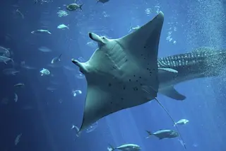 DevilRayMantaRayHorns.jpg