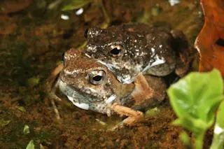 túngara-frogs.jpg