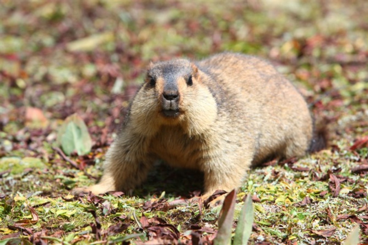 Himalayan Marmots are Revealing How Animals Adapt to Living at 