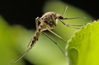 Mosquito.jpeg