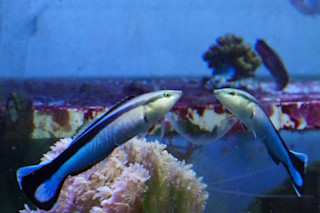cleaner-wrasse-reflection.jpg
