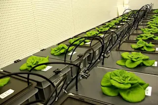 Lettuce-in-Space.jpg