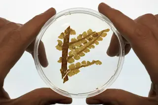 FossilPlant.jpg