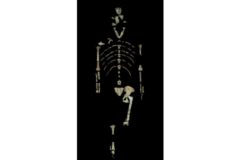 Lucy_skeleton-1-552x1024.jpg
