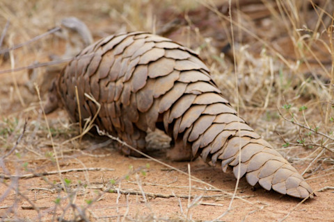 Ground_Pangolin_at_Madikwe_Game_Reserve-1024x683.jpg
