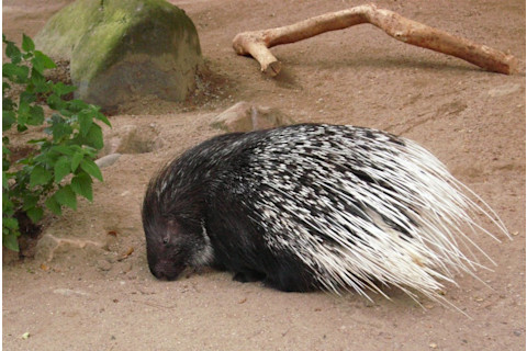 Westafrikanisches_Stachelschwein-1024x687.jpg
