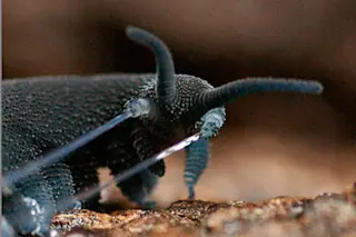 Velvet Worm - Alexander Bär