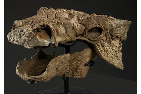 Zuul skull - Royal Ontario Museum