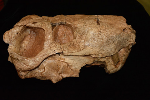 Gorgonopsian-skull-1024x683.jpg