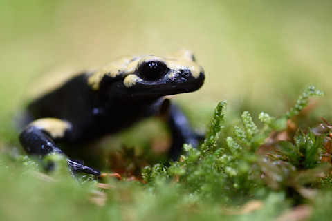 Golden Alpine Salamander