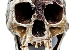 Homo-floresiensis-skull-LB1.jpg