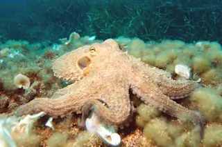octopuswiki425.jpg